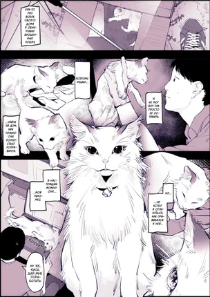 Кошечка