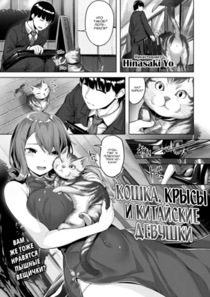 Кошка, крысы и китайские девушки